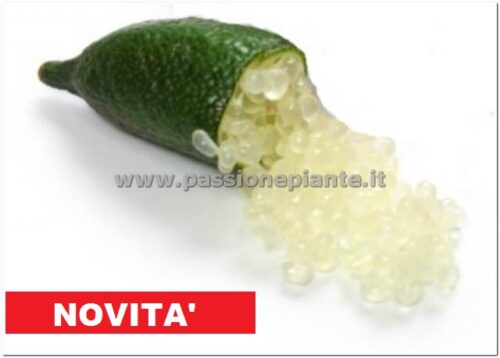 ALBERO DI LIMONE CAVIALE
