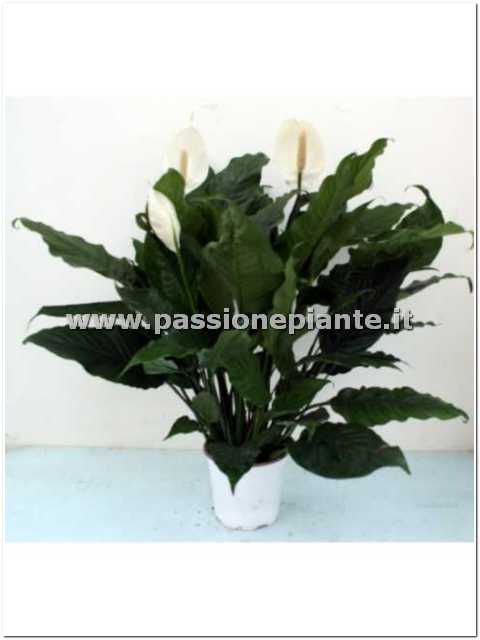 PIANTA DI SPATHIPHYLLUM