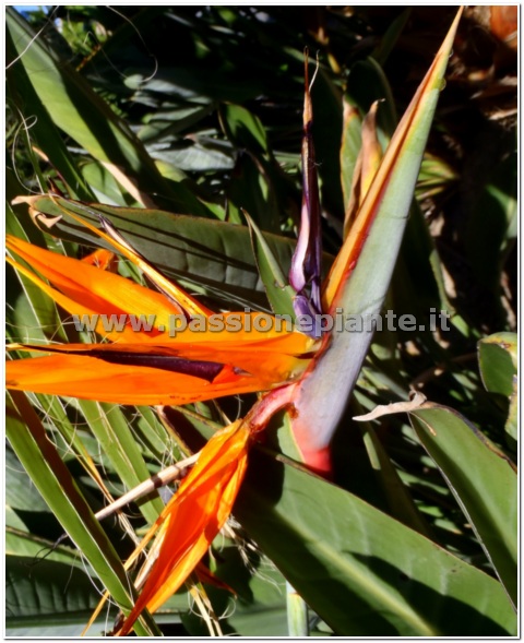 SEMI STRELITZIA