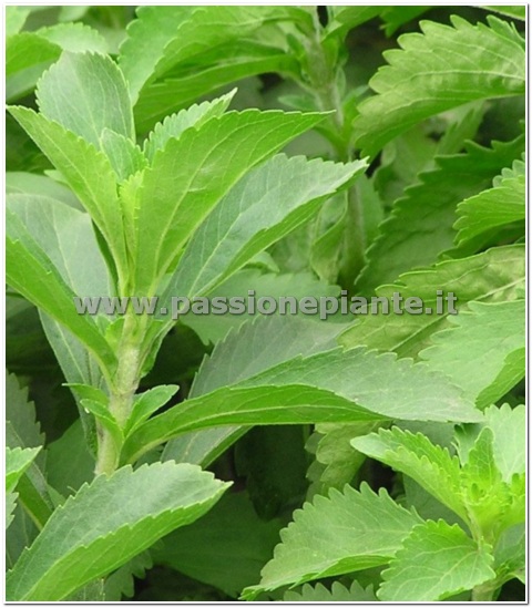 SEMI STEVIA