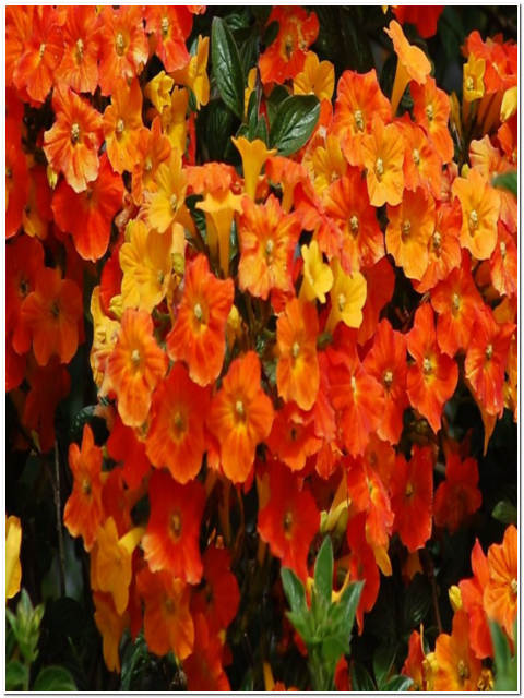 PIANTA DI STREPTOSOLEN