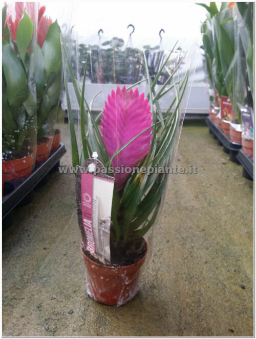 PIANTA DI TILLANDSIA