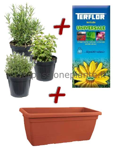 OFFERTA KIT PIANTE AROMATICHE