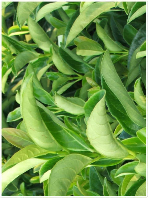 PIANTA DI VIBURNO LUCIDO