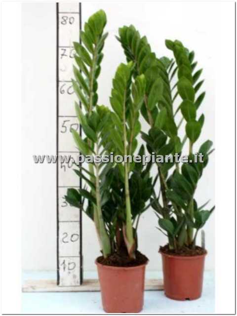 PIANTA DI ZAMIOCULCAS