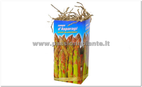 ZAMPE DI ASPARAGI