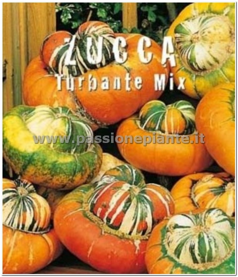 SEMI ZUCCA TURBANTE