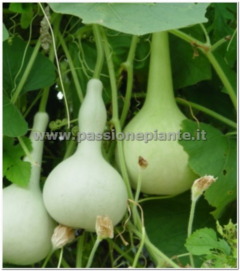 SEMI ZUCCA BOTTIGLIA