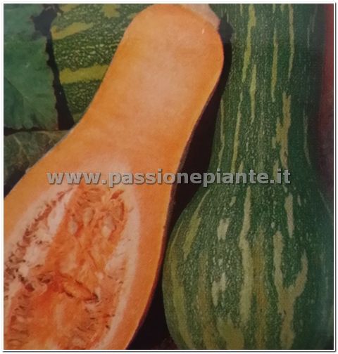 SEMI ZUCCA LUNGA
