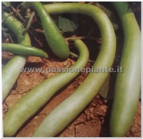 SEMI ZUCCA DI SICILIA