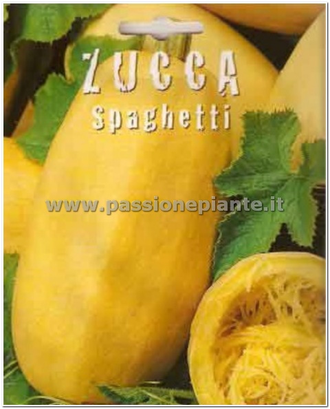 SEMI ZUCCA SPAGHETTI