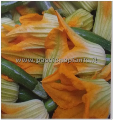 SEMI ZUCCHINO DA FIORE