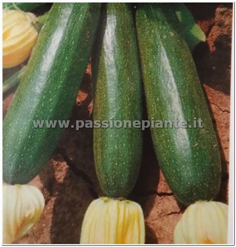 SEMI ZUCCHINO PRESIDENT