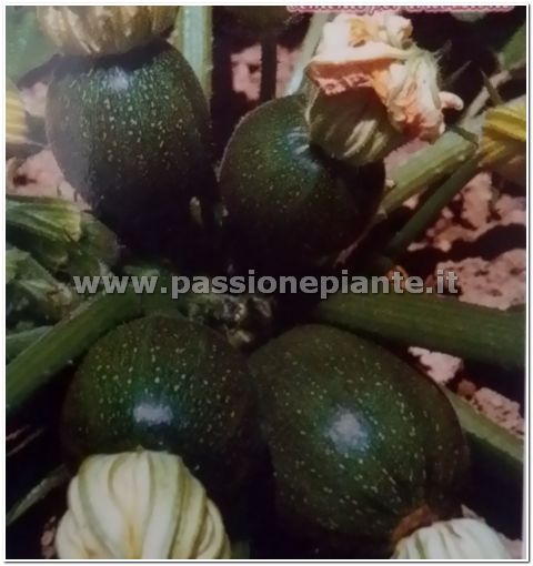 SEMI ZUCCHINO TONDO