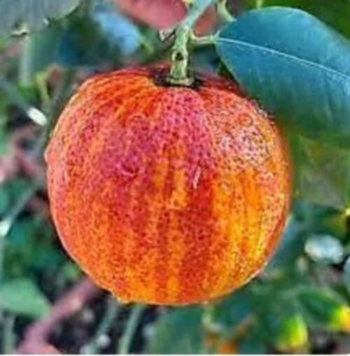 Arancio Arcobal - Passione Piante