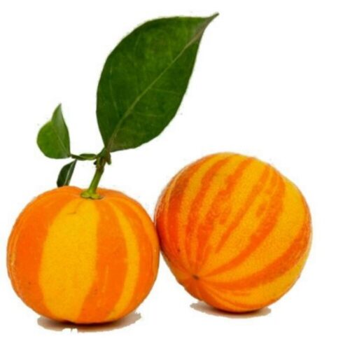Arancio Fasciato- Passione Piante