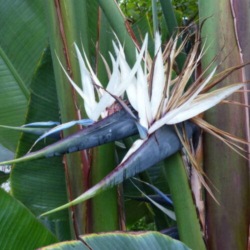 Sterlizia Augusta - Passione Piante