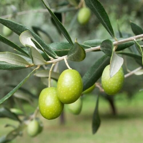 Olivo Frantoio - Passione Piante