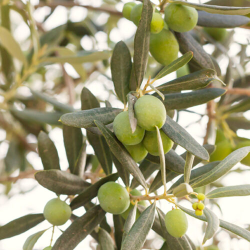 Oliva Leccio del Corno - Passione Piante