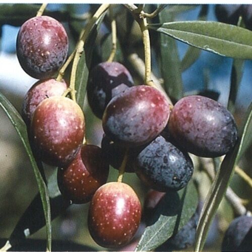 Rosciola - Passione Piante