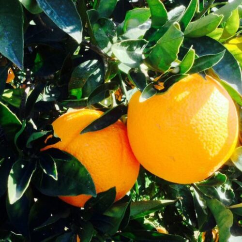 Arancio Vaniglia - Passione Piante